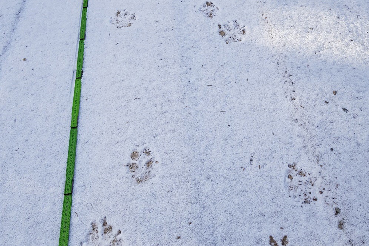 Spor etter to ulver i Kockohonkareviret. Foto: Statens naturoppsyn (SNO)